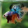 Galaxy/Candy Koi Halfmoon - 14 weeks old