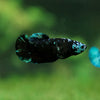 Black Galaxy Koi Plakat (Avatar) - Female- 13 Weeks Old