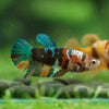 Multicolor/ Galaxy Koi Plakat- Female- 13 Weeks Old
