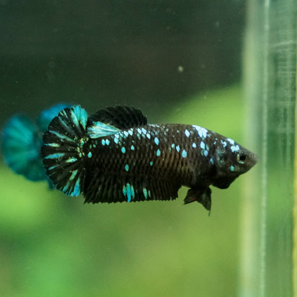 Black Galaxy Koi Plakat (Avatar) - Female- 13 Weeks Old