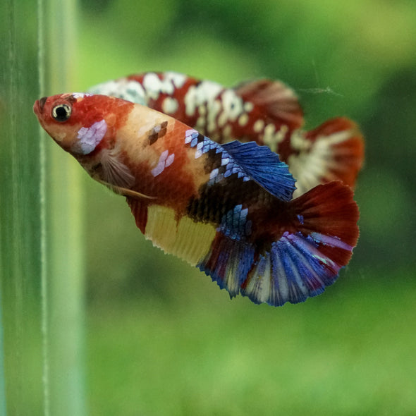 Multicolor/ Galaxy Koi Plakat - Female- 13 Weeks Old