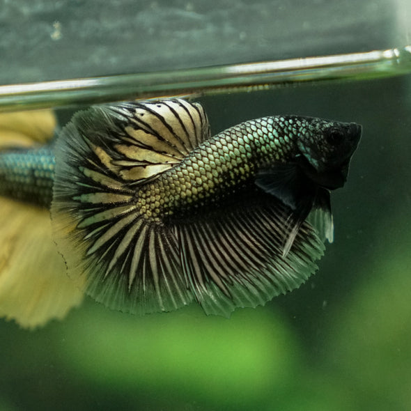 Dragon Scale Halfmoon - 10 weeks old