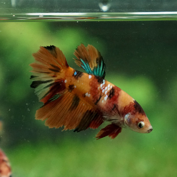 Multicolor/ Galaxy Koi Halfmoon- Female- 13 Weeks Old