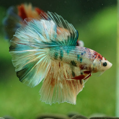 Galaxy/Candy Koi Halfmoon - 11 weeks old