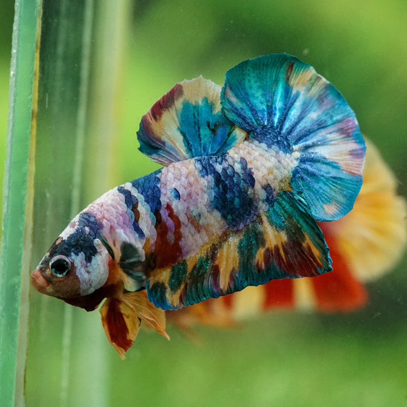 Multicolor/Galaxy Koi Plakat -16 weeks Old