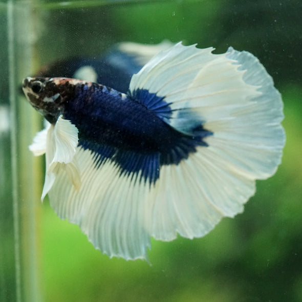 Dumbo Halfmoon - 14 weeks old