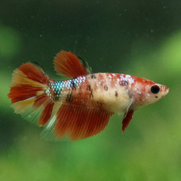 Multicolor/ Galaxy Koi Halfmoon - Female- 13 Weeks Old