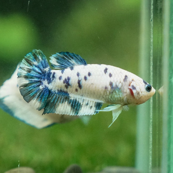 Blue/Green Dalmatian Plakat- Female