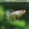 Multicolor/ Galaxy Koi Halfmoon - Female- 13 Weeks Old