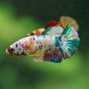 Multicolor/ Galaxy Koi Plakat- Female- 13 Weeks Old