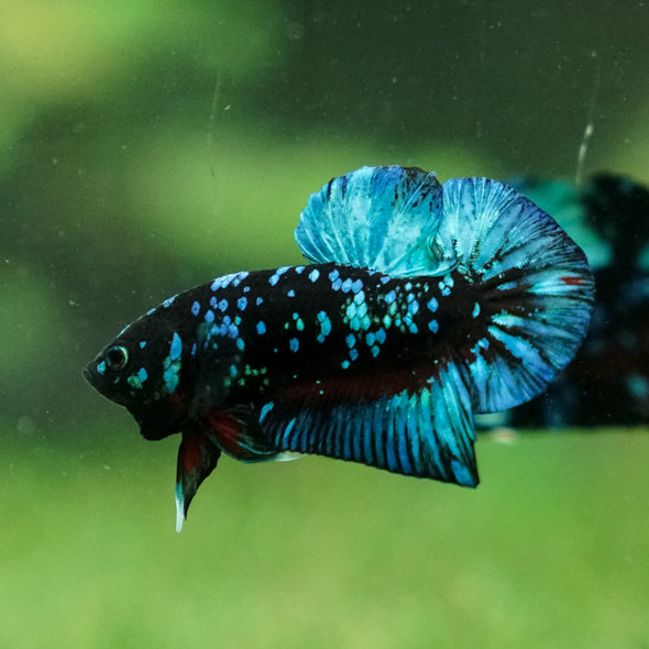 Black Koi Galaxy Plakat (Avatar) -13 weeks Old