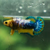 Yellow Fancy Plakat 13 Week Old- Female