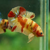 Multicolor/Galaxy Koi Plakat -13 weeks Old