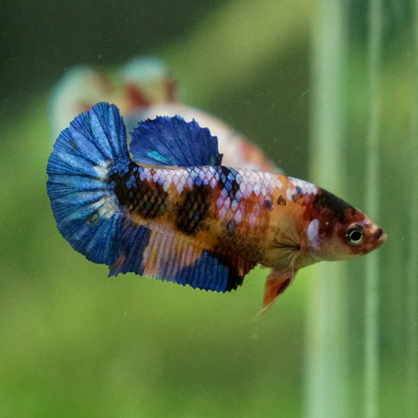 Pack of 2 Multicolored/Galaxy Koi Plakat - Female