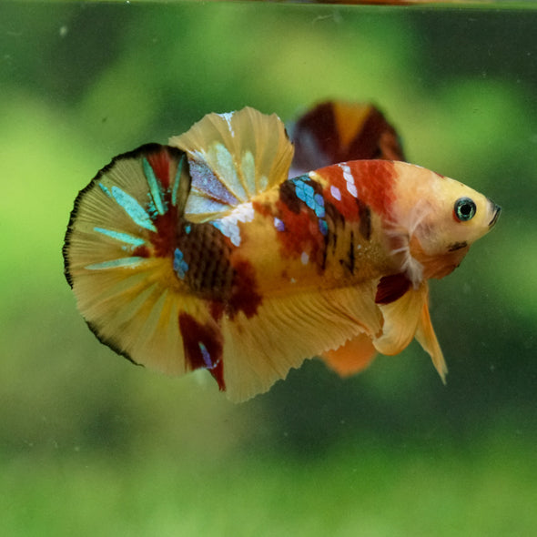 Multicolor/Galaxy Koi Plakat -13 weeks Old