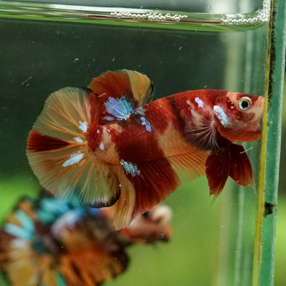 Multicolor/Galaxy Koi Plakat -16 weeks Old