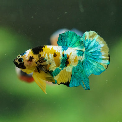 Multicolor/Galaxy Koi Plakat -16 weeks Old