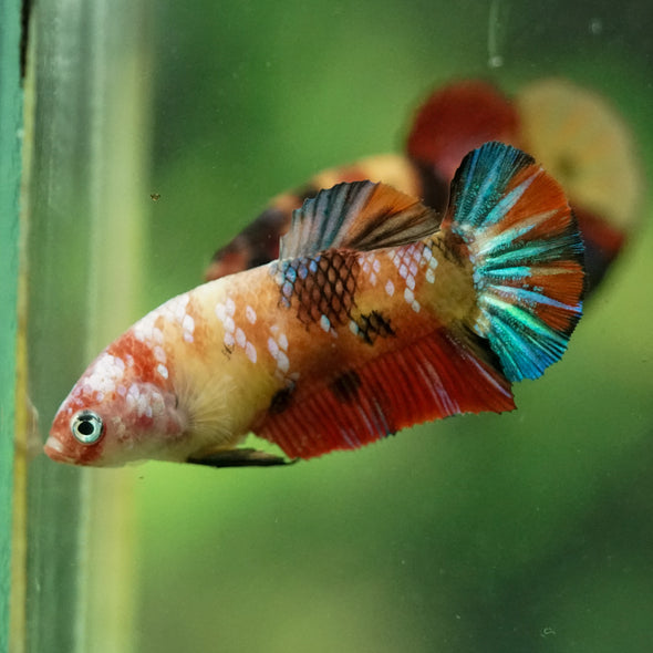 Multicolor/ Galaxy Koi Plakat- Female- 13 Weeks Old