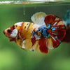 Multicolor/Galaxy Koi Plakat -16 weeks Old