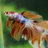 Galaxy/Candy Koi Halfmoon - 14 weeks old