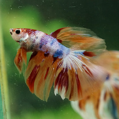 Galaxy/Candy Koi Halfmoon - 14 weeks old
