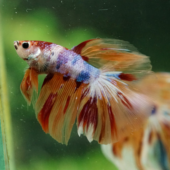 Galaxy/Candy Koi Halfmoon - 14 weeks old
