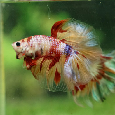 Galaxy/Candy Koi Halfmoon - 13 weeks old