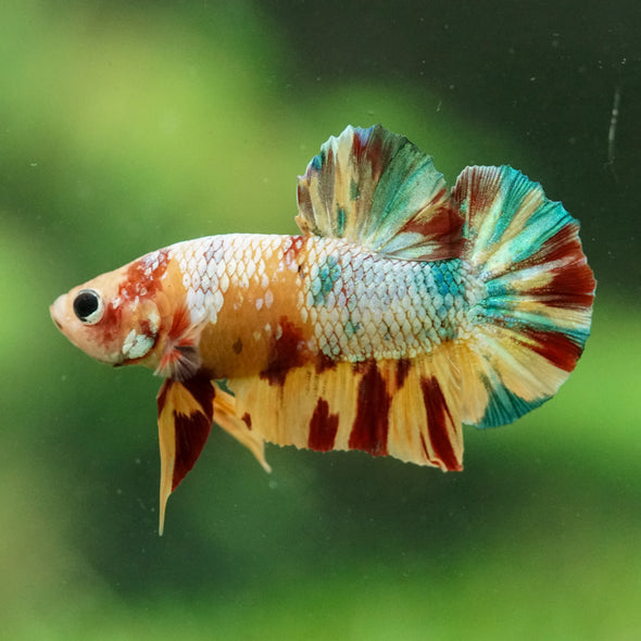 Multicolor/Galaxy Koi Plakat -16 weeks Old