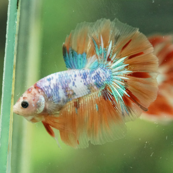 Galaxy/Candy Koi Halfmoon - 14 weeks old
