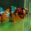 Multicolor/Galaxy Koi Plakat -16 weeks Old