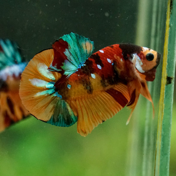 Multicolor/Galaxy Koi Plakat -16 weeks Old