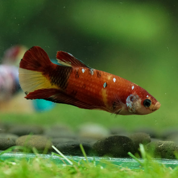Multicolor/ Galaxy Koi Plakat- Female- 13 Weeks Old
