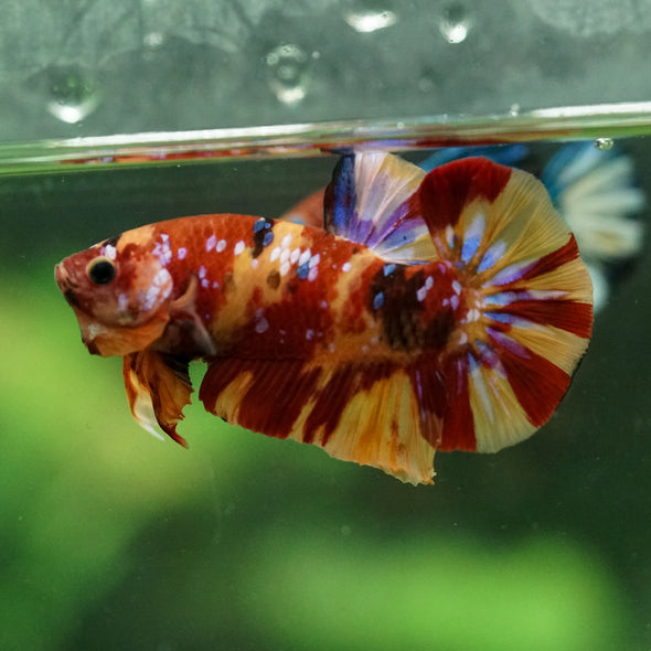 Multicolor/Galaxy Koi Plakat -15 weeks Old