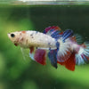 Multicolor/ Galaxy Koi Halfmoon - Female- 13 Weeks Old