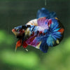 Multicolor/Galaxy Koi Plakat -16 weeks Old