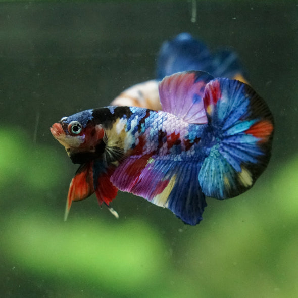 Multicolor/Galaxy Koi Plakat -16 weeks Old