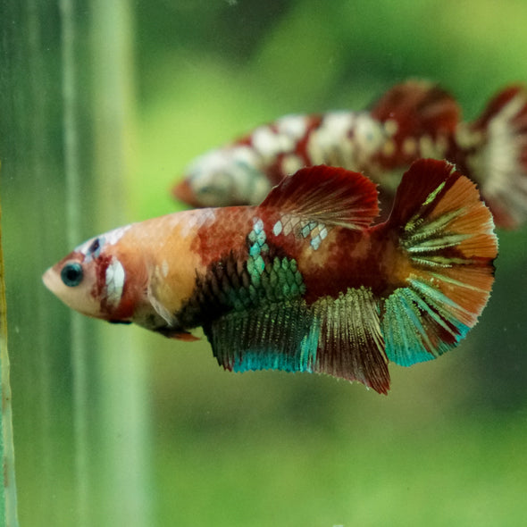 Multicolor/ Galaxy Koi Plakat - Female- 13 Weeks Old