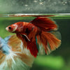 Galaxy/Candy Koi Halfmoon - 14 weeks old