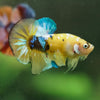 Multicolor/Galaxy Koi Plakat -16 weeks Old