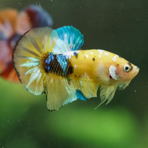 Multicolor/Galaxy Koi Plakat -16 weeks Old