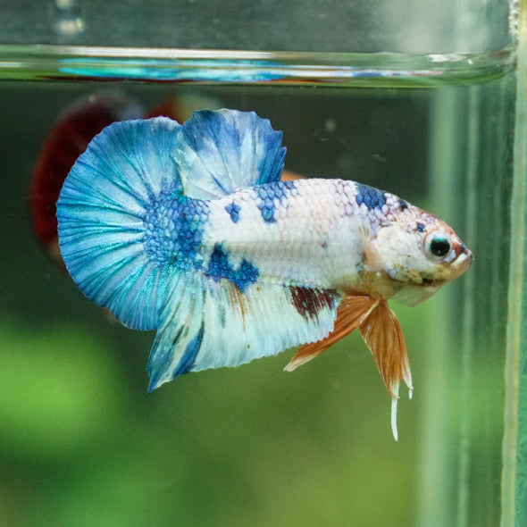 Multicolor/Galaxy Koi Plakat -11 weeks Old