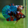 Multicolor/Galaxy Koi Plakat -16 weeks Old