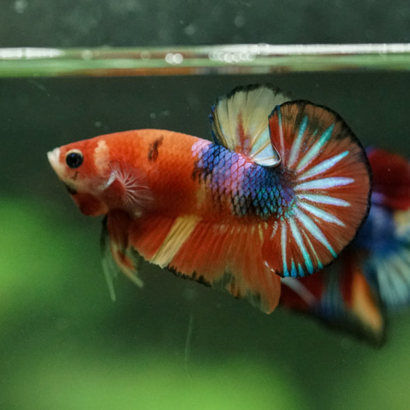 Multicolor/Galaxy Koi Plakat -10 weeks Old