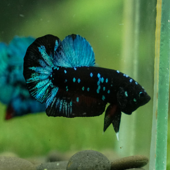 Black Koi Galaxy Plakat (Avatar) -13 weeks Old