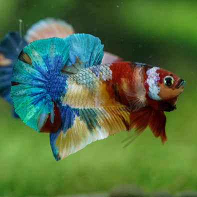 Multicolor/Galaxy Koi Plakat -16 weeks Old