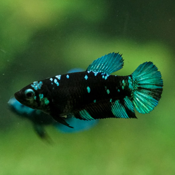 Multicolor/ Galaxy Koi Plakat - Female- 13 Weeks Old