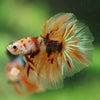 Galaxy/Candy Koi Halfmoon - 14 weeks old