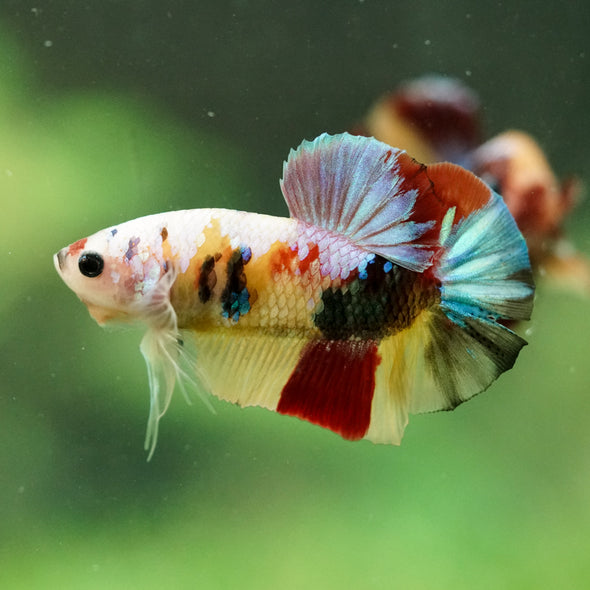 Multicolor/Galaxy Koi Plakat -16 weeks Old