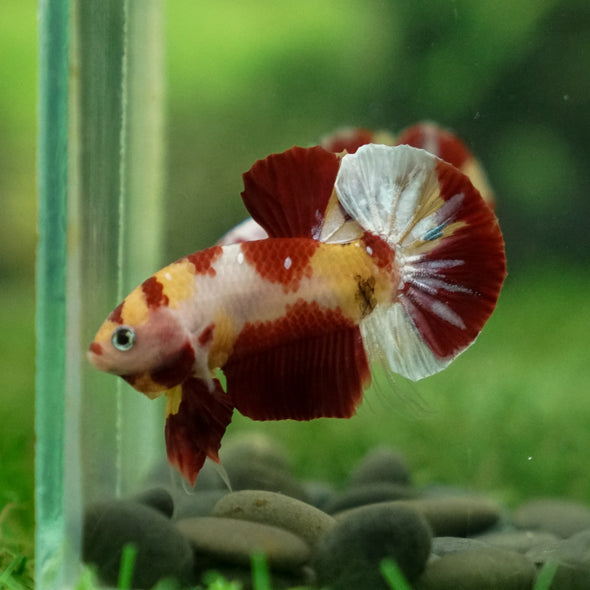 Multicolor/Galaxy Koi Plakat -13 weeks Old