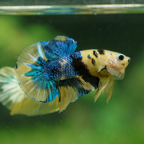 Multicolor/Galaxy Koi Plakat -13 weeks Old